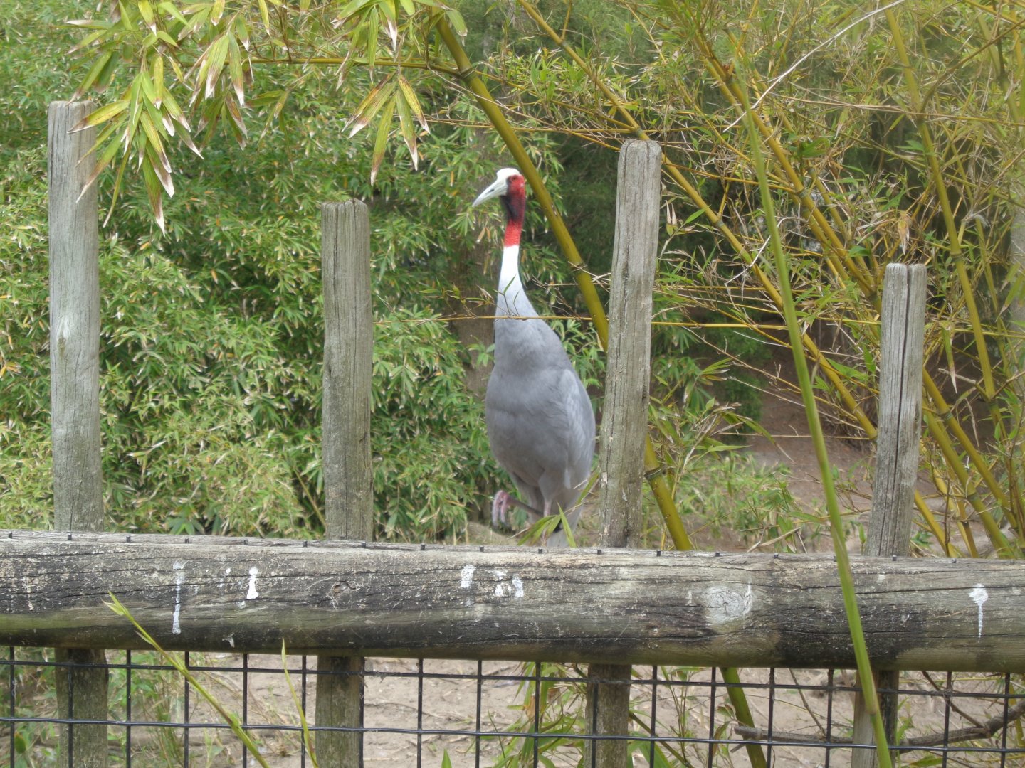 Sarus crane