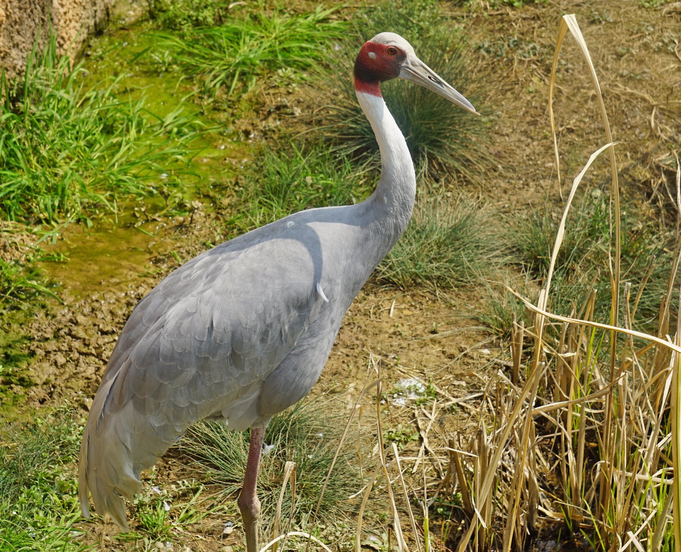 Sarus crane