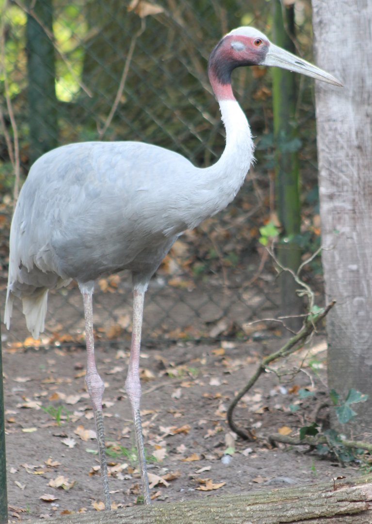 Sarus crane