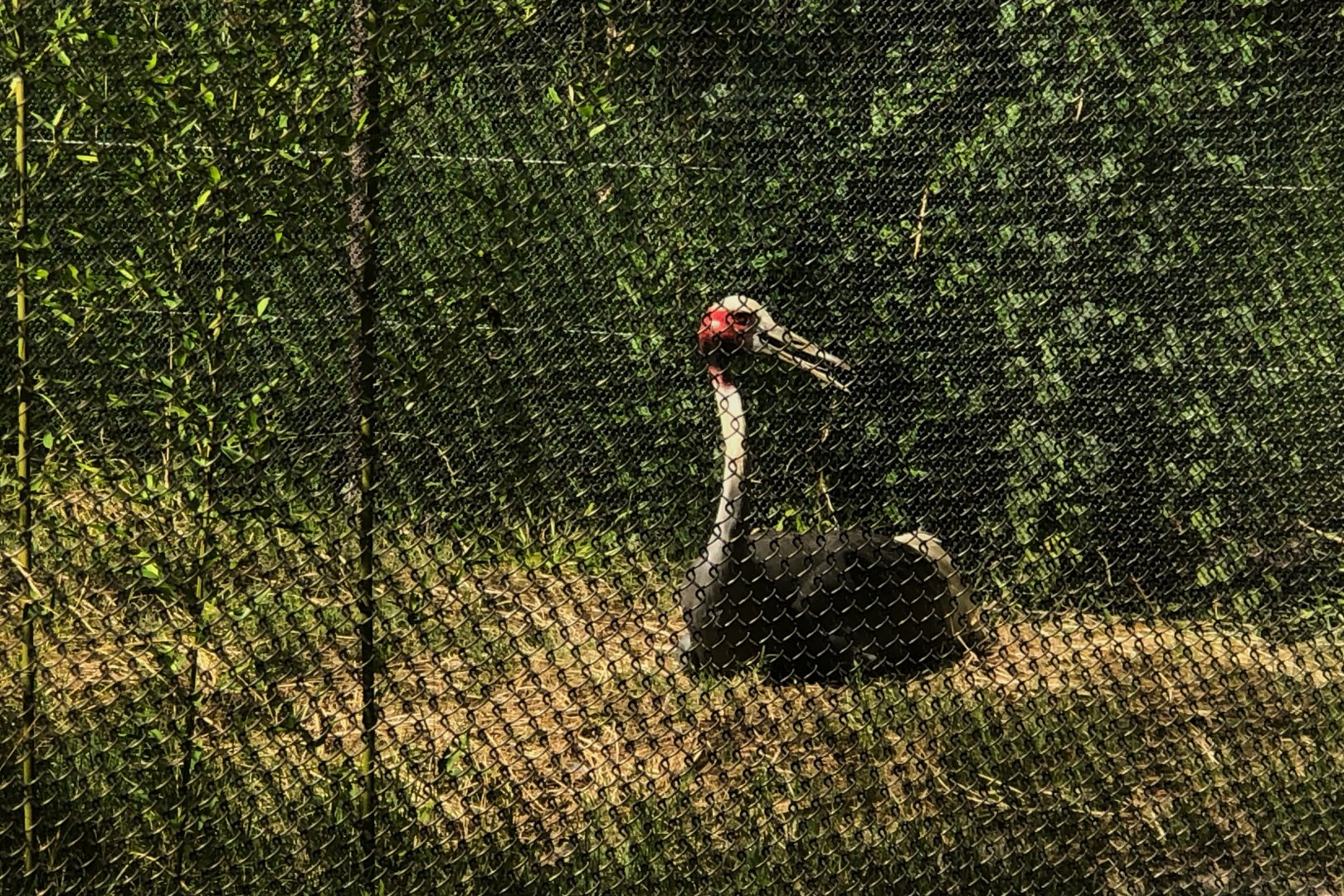 Sarus Crane