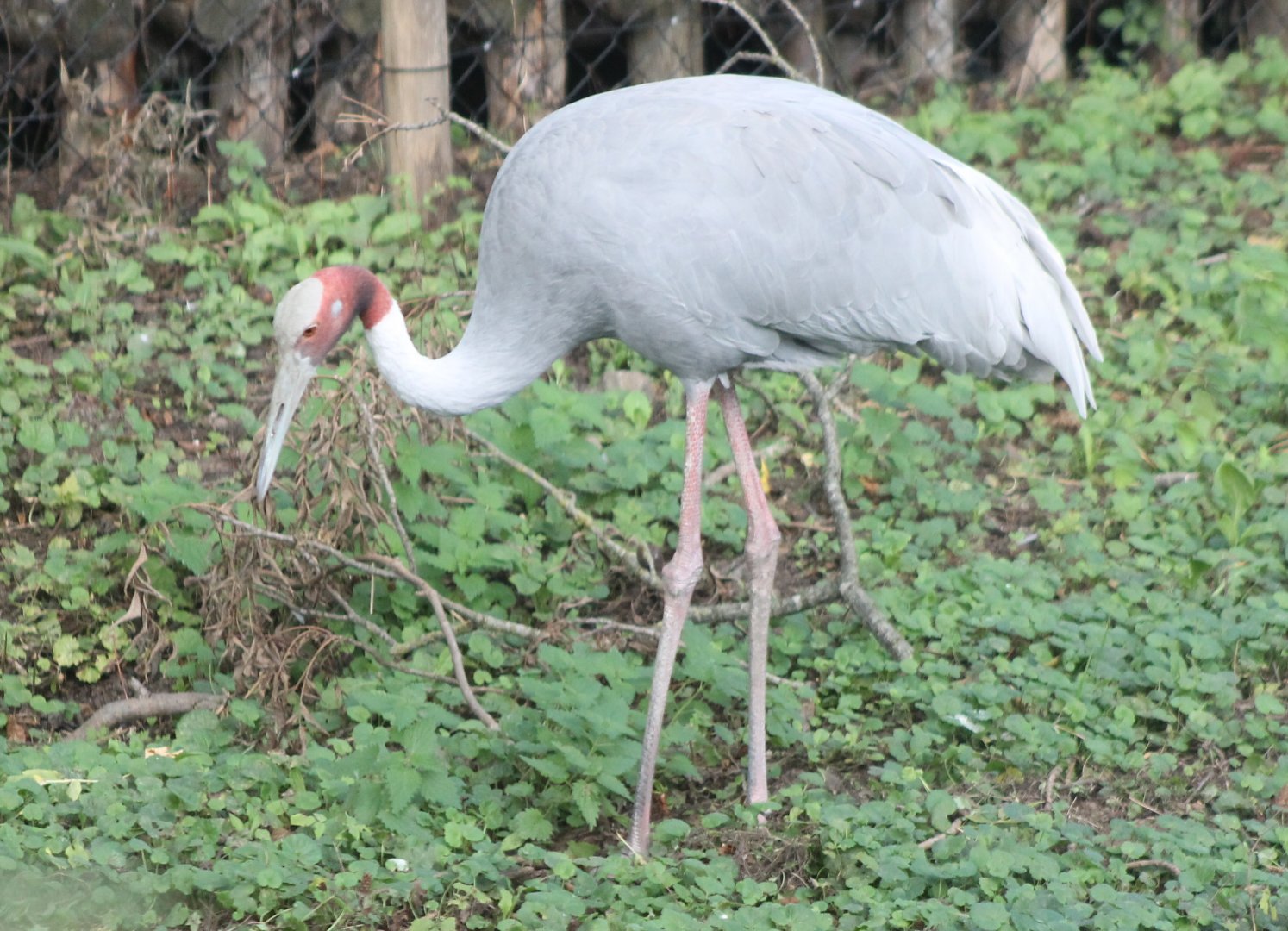 Sarus crane