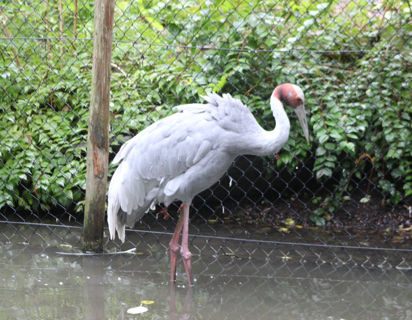 Sarus crane