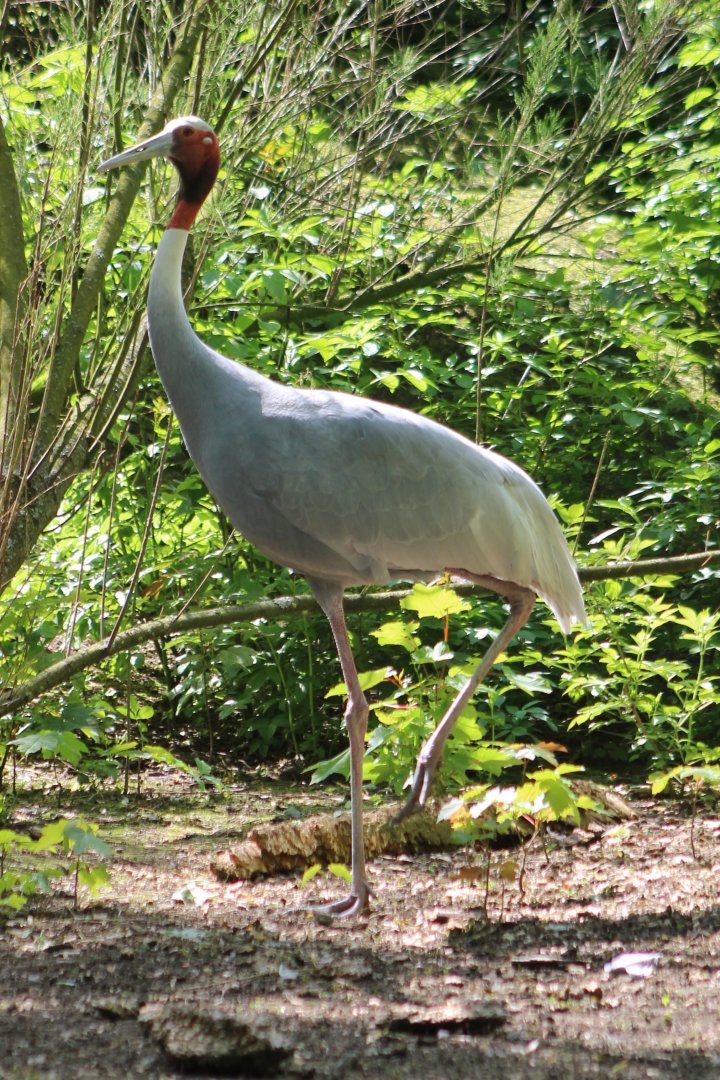 Sarus crane