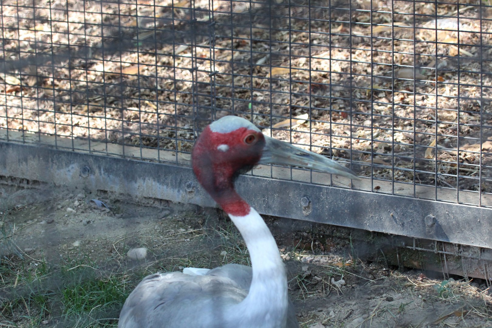 Sarus Crane