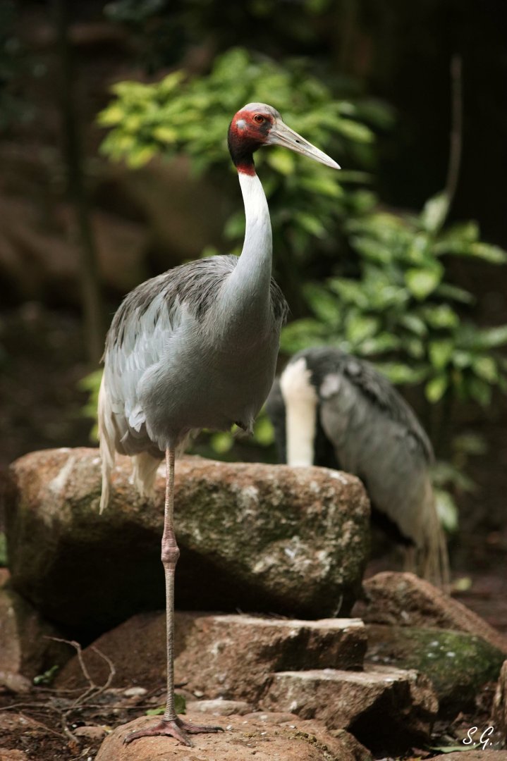Sarus crane