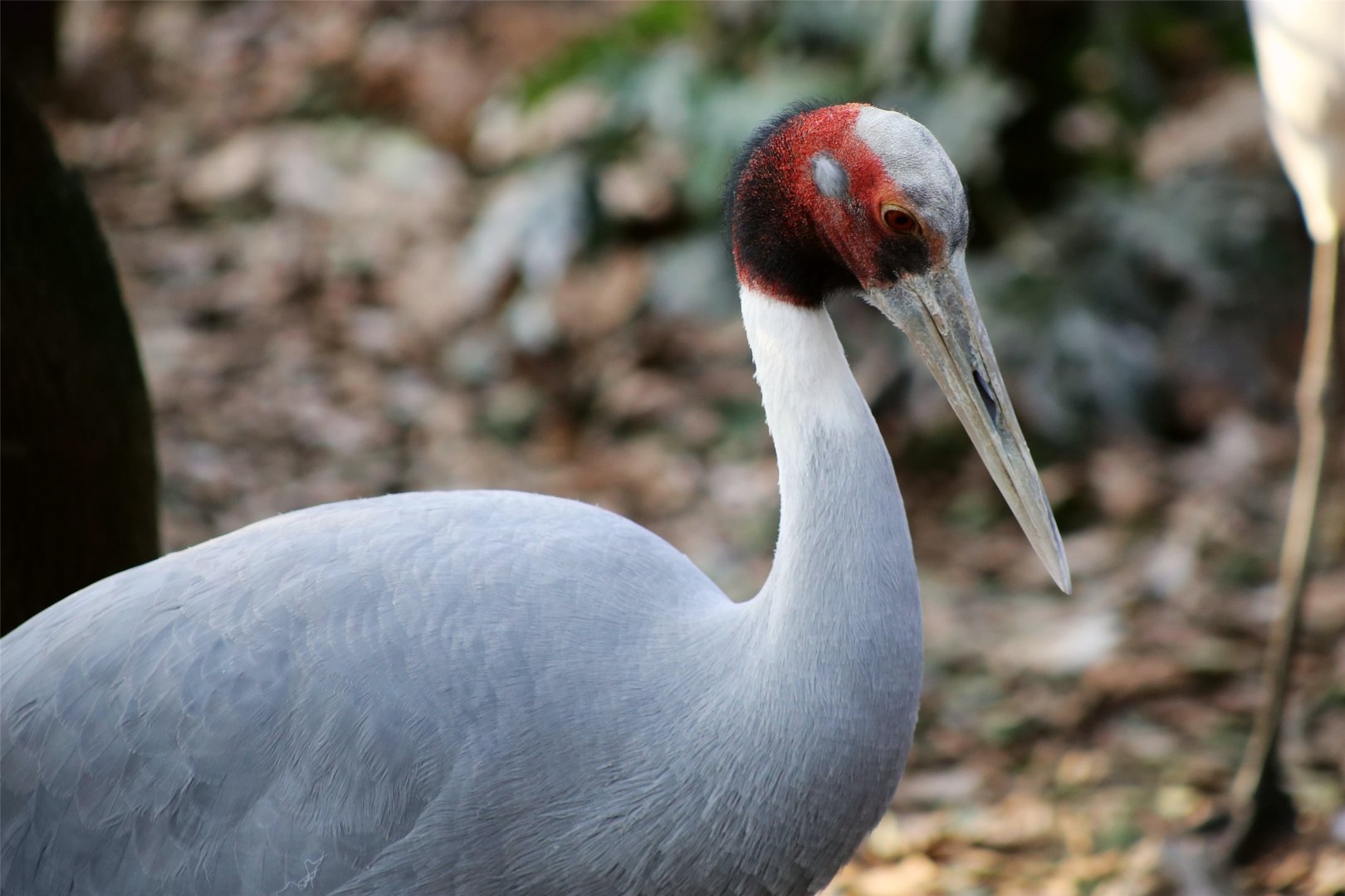 Sarus Crane