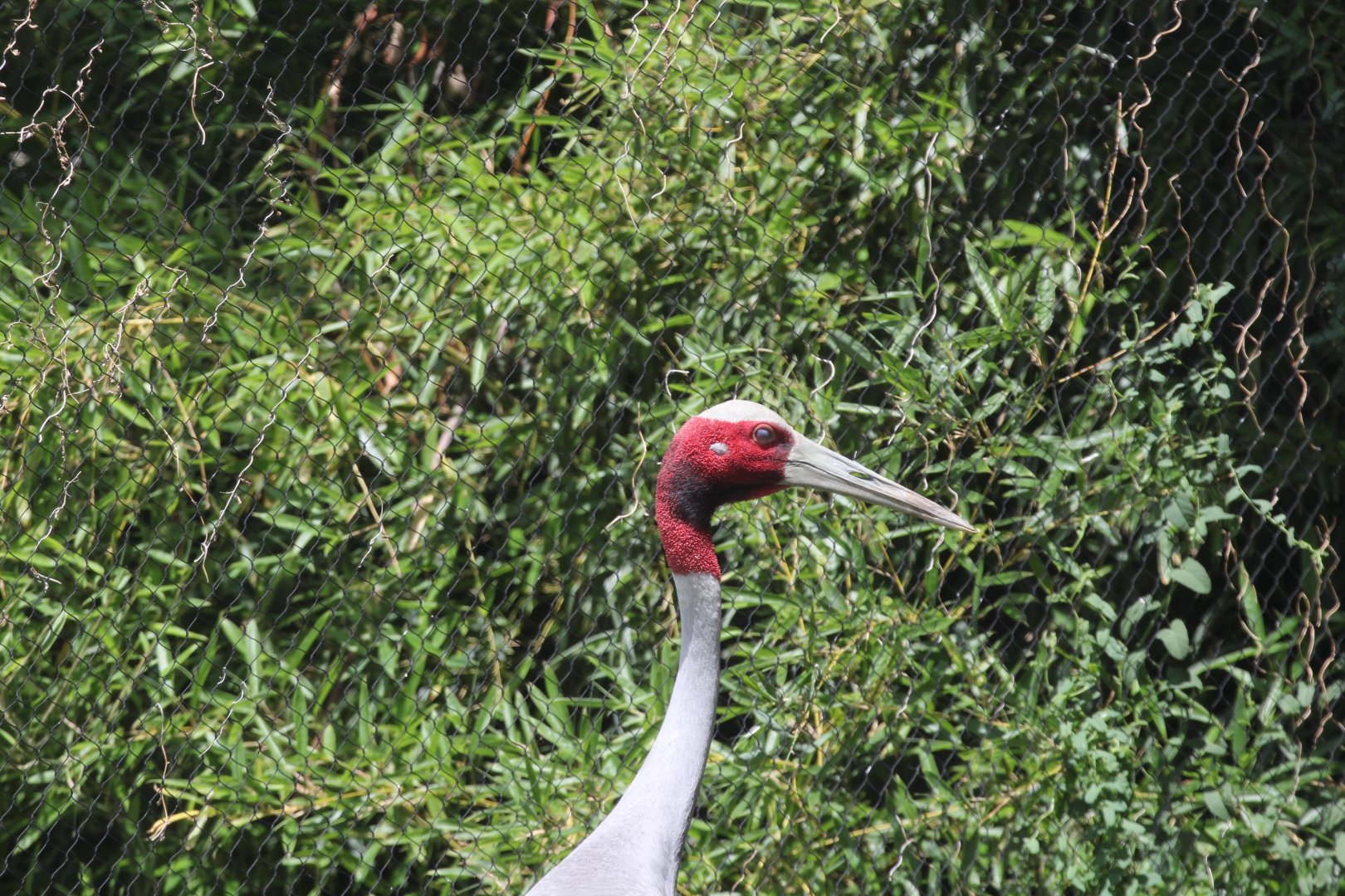 Sarus Crane