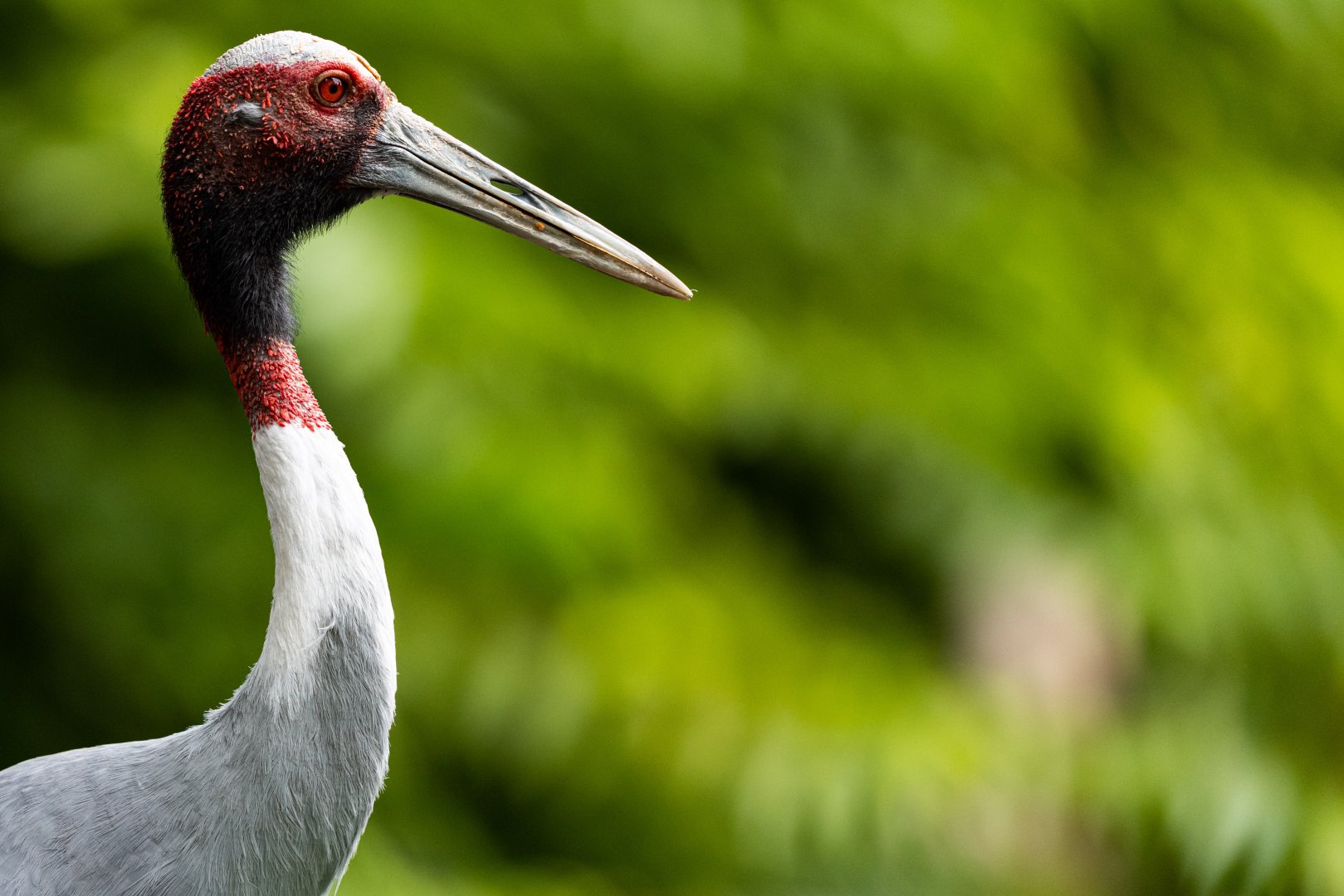Sarus crane