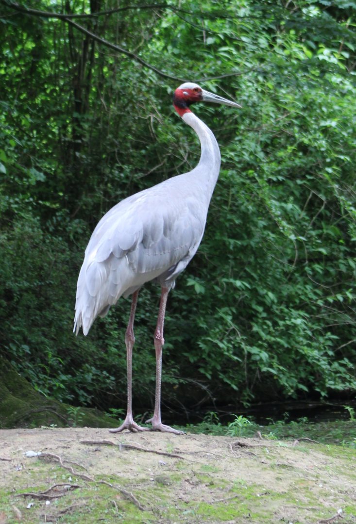 Sarus crane
