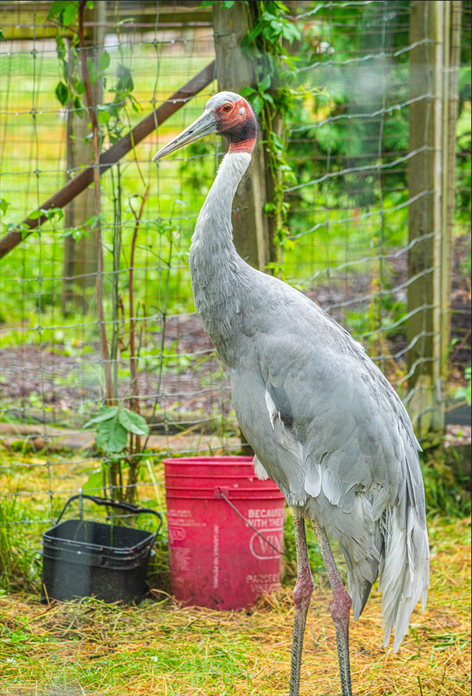 Sarus Crane