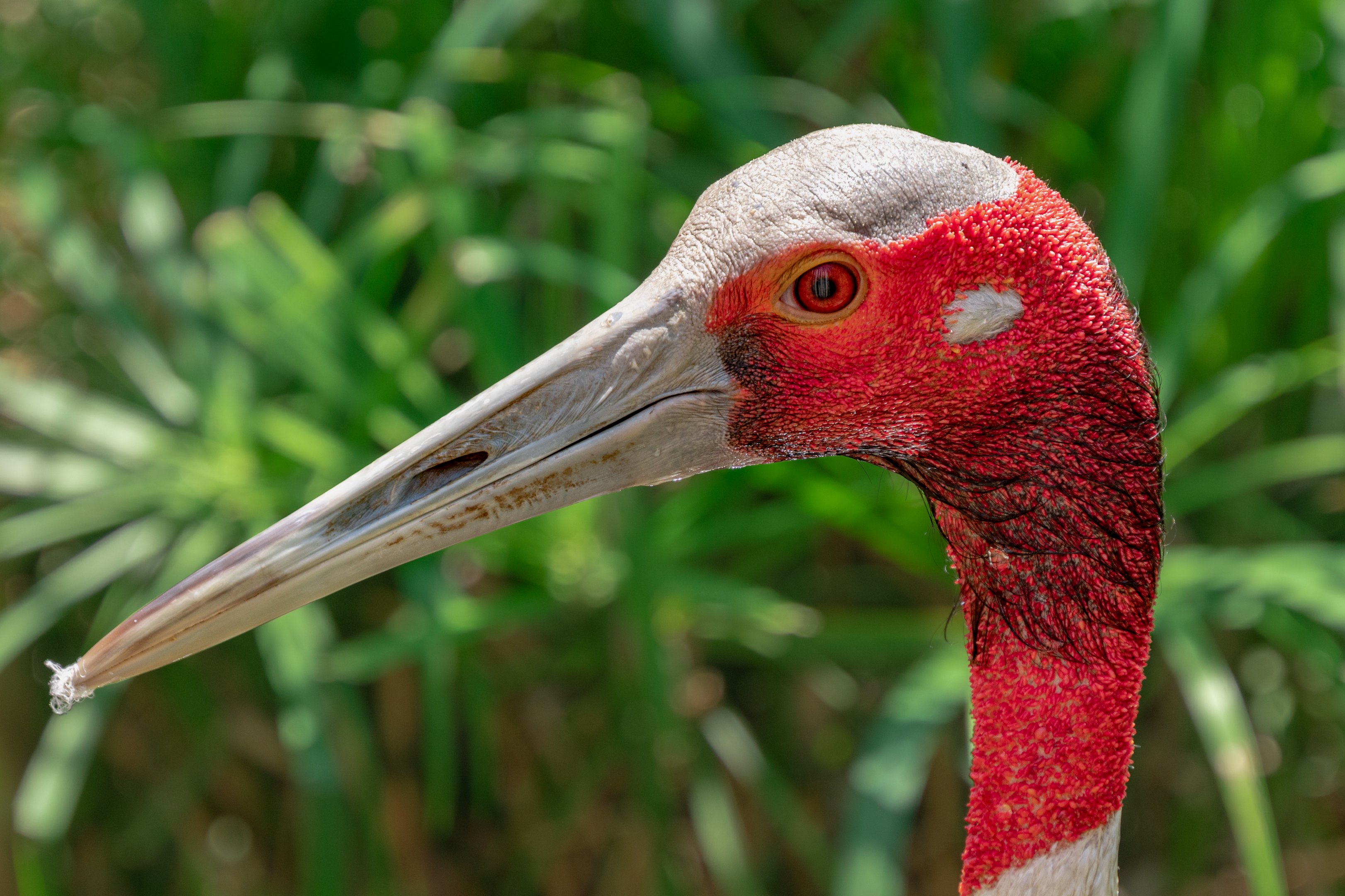 Sarus Crane