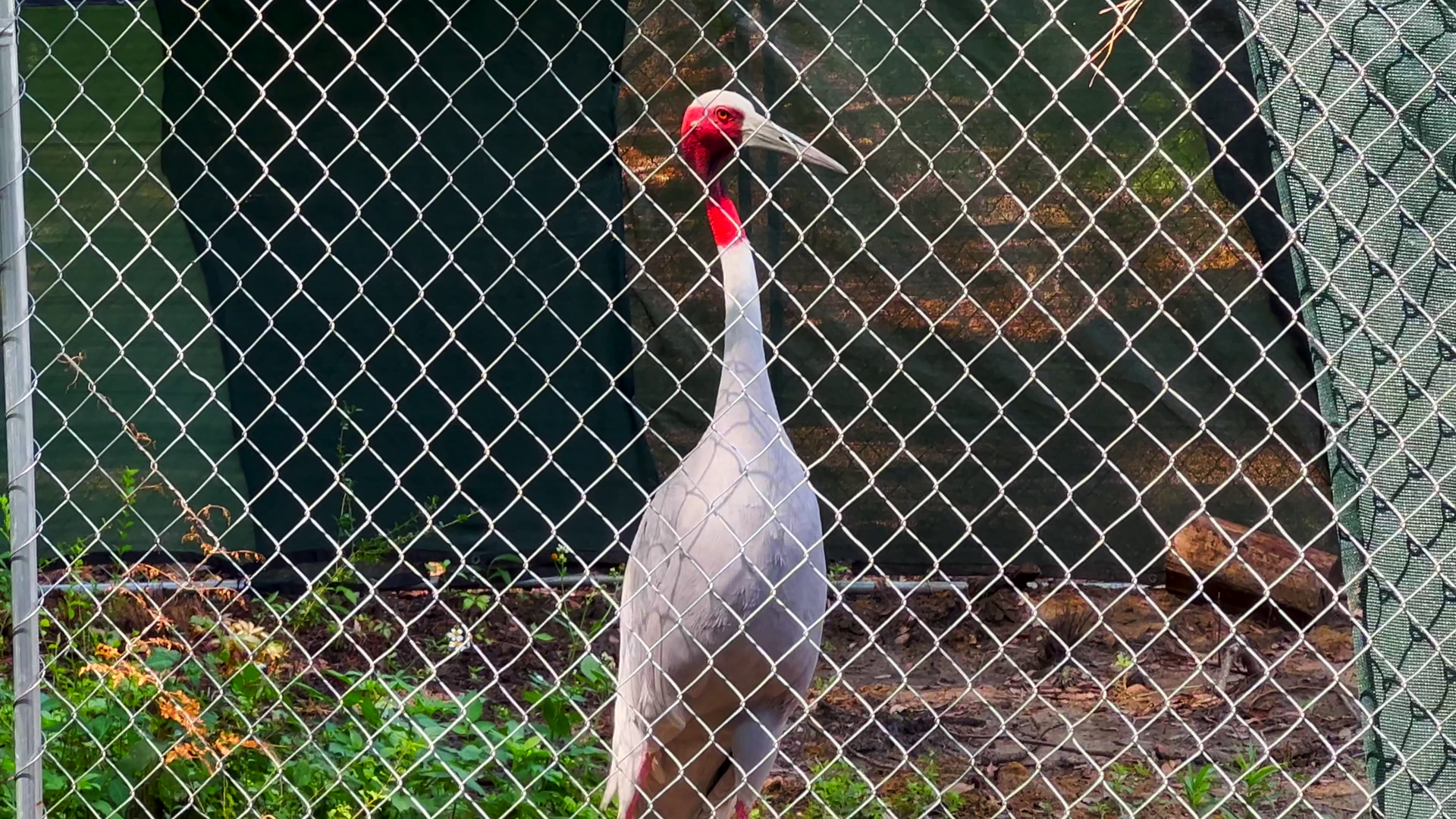 Sarus Crane