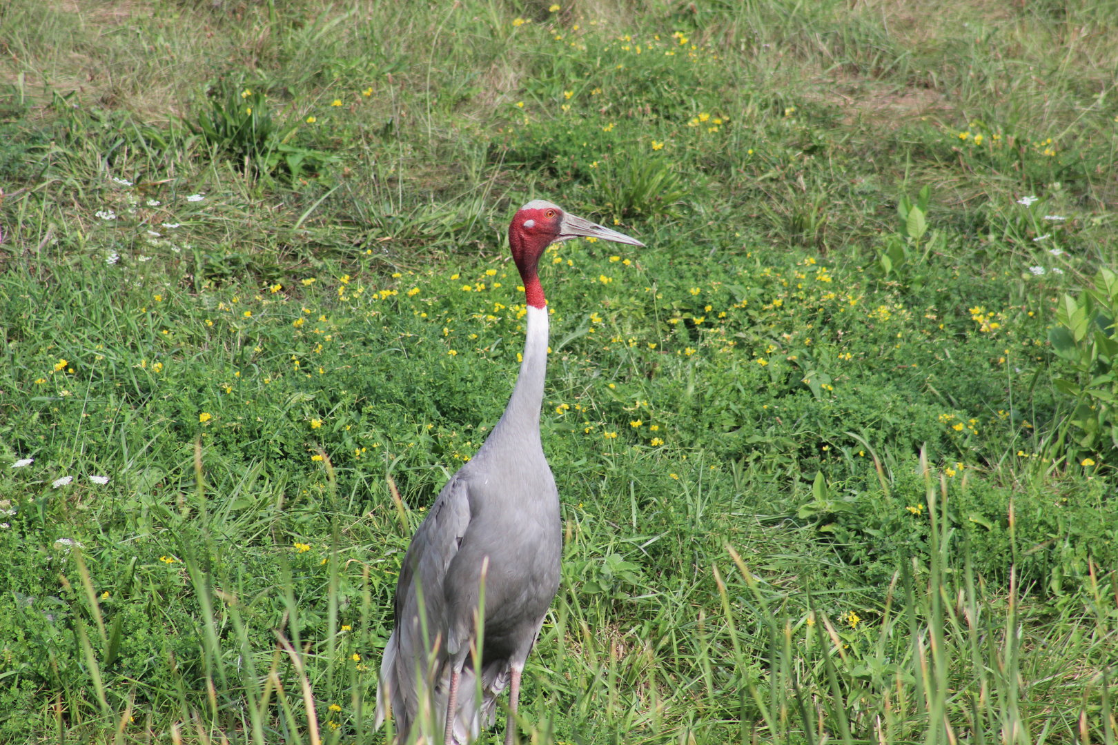 Sarus Crane