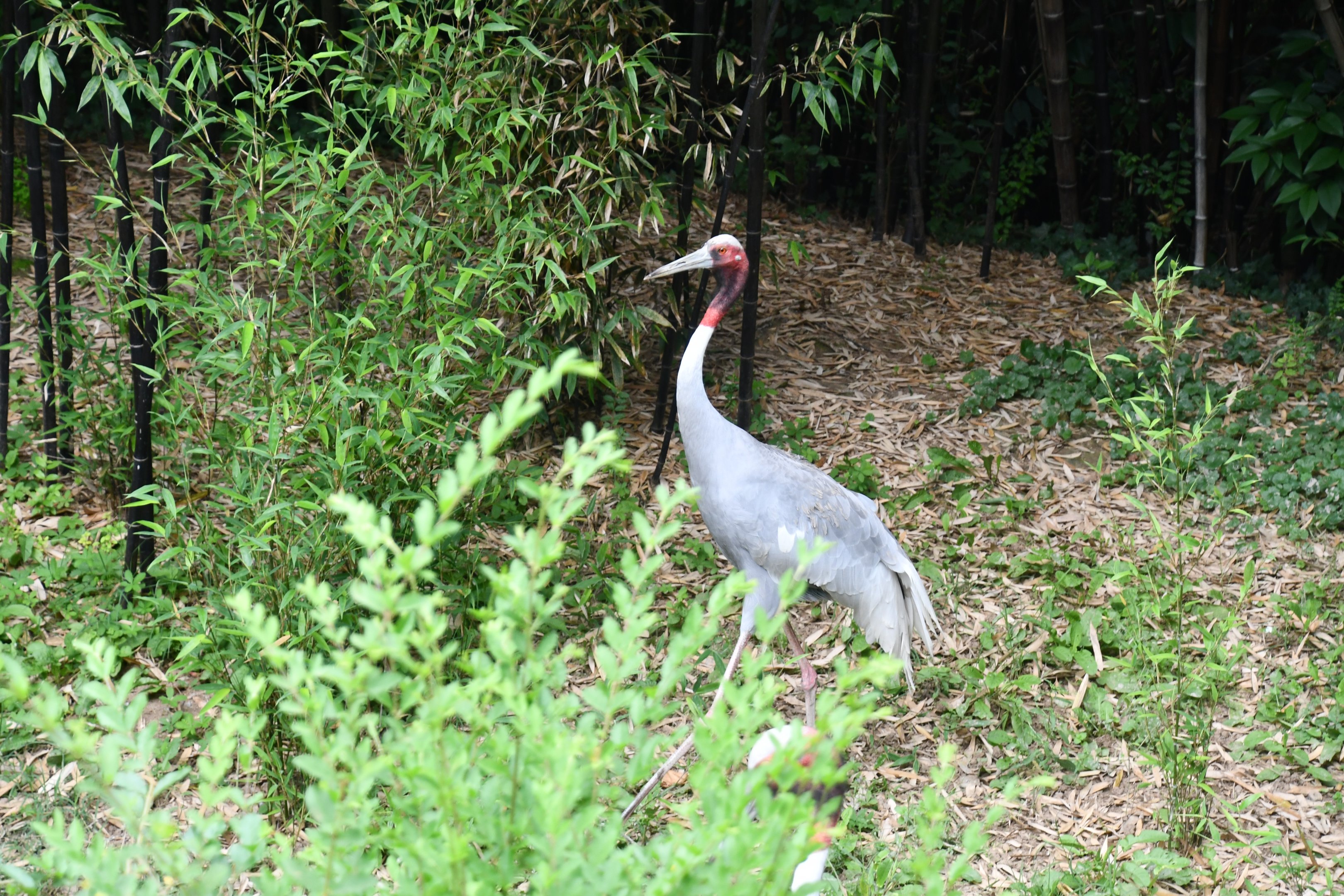 Sarus Crane