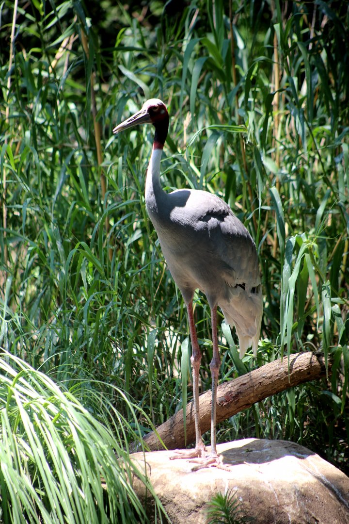 Sarus Crane
