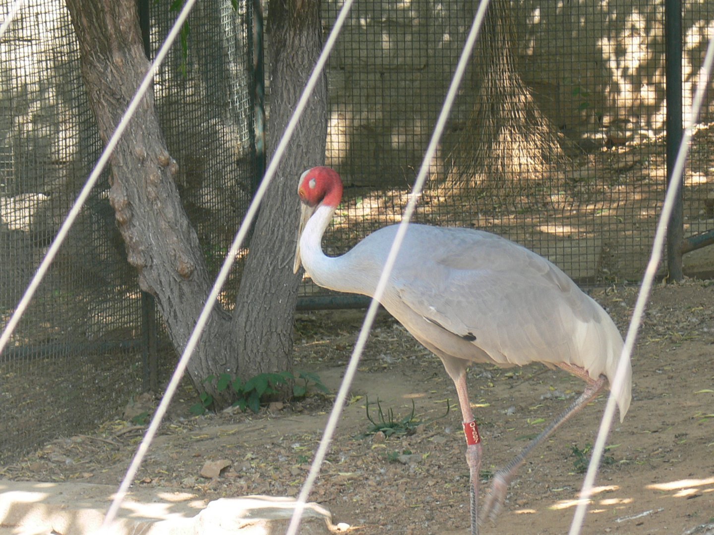 Sarus Crane