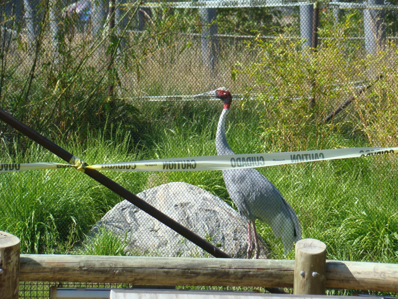 Sarus Crane