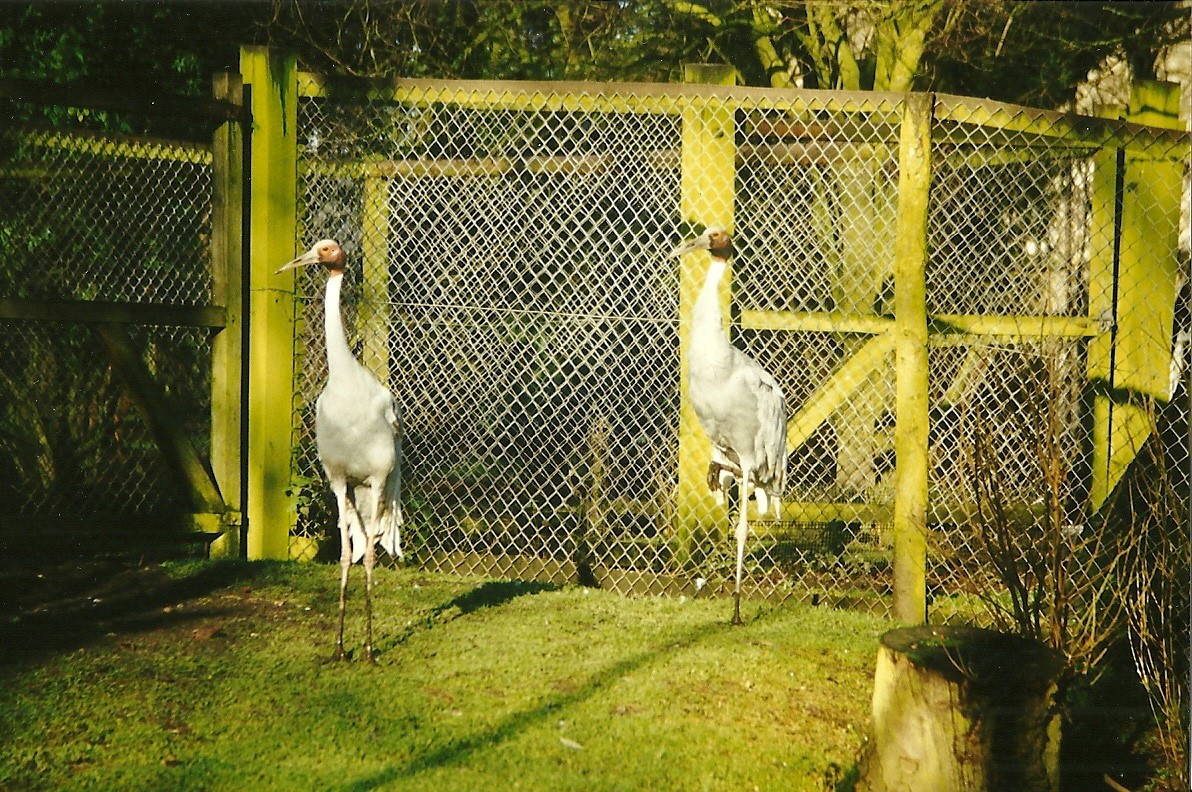Sarus Cranes 16th January 1999