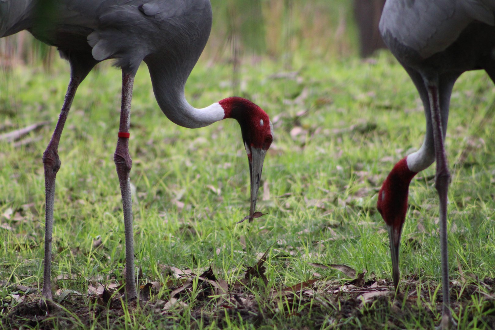 Sarus Cranes (Antigone antigone)