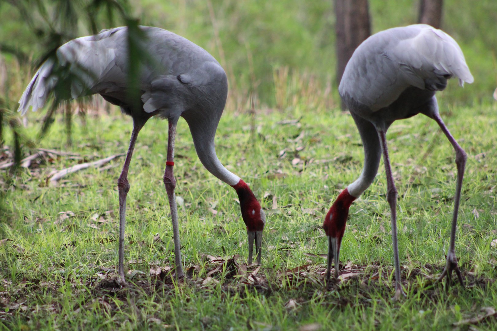 Sarus Cranes (Antigone antigone)