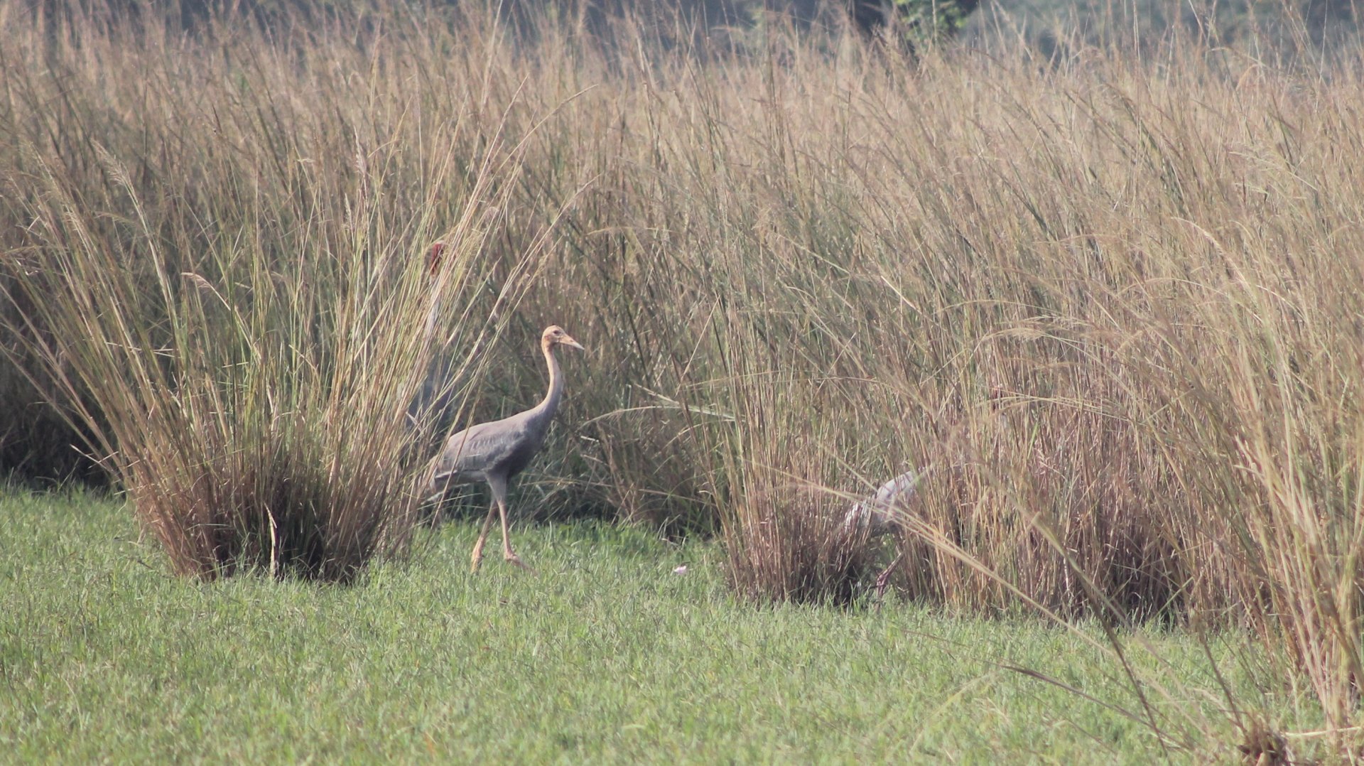 Sarus Cranes (Grus antigone)