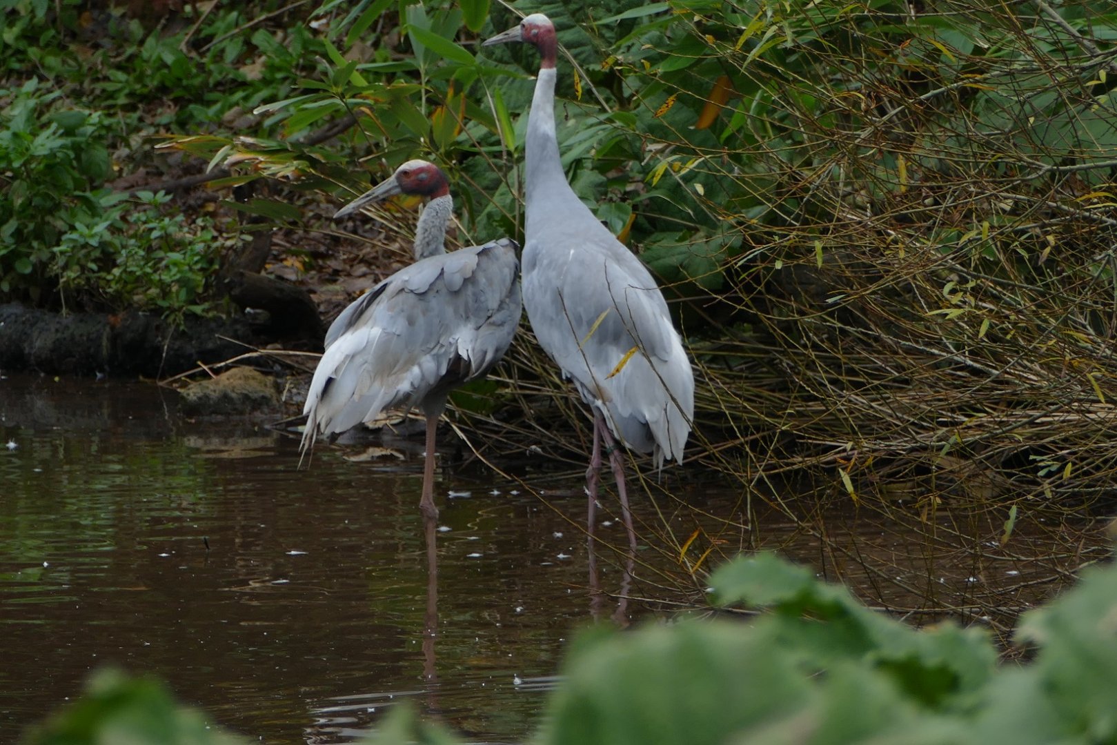 Sarus cranes, November 2019