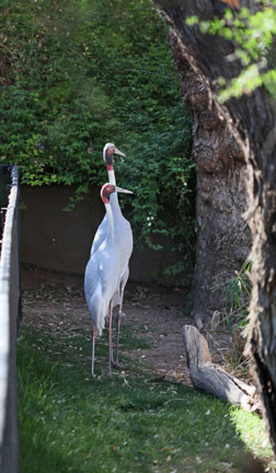 sarus cranes