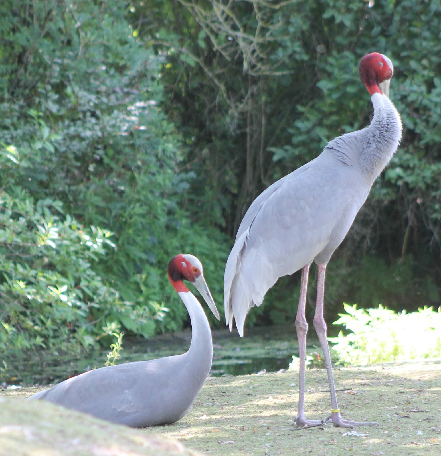 Sarus cranes