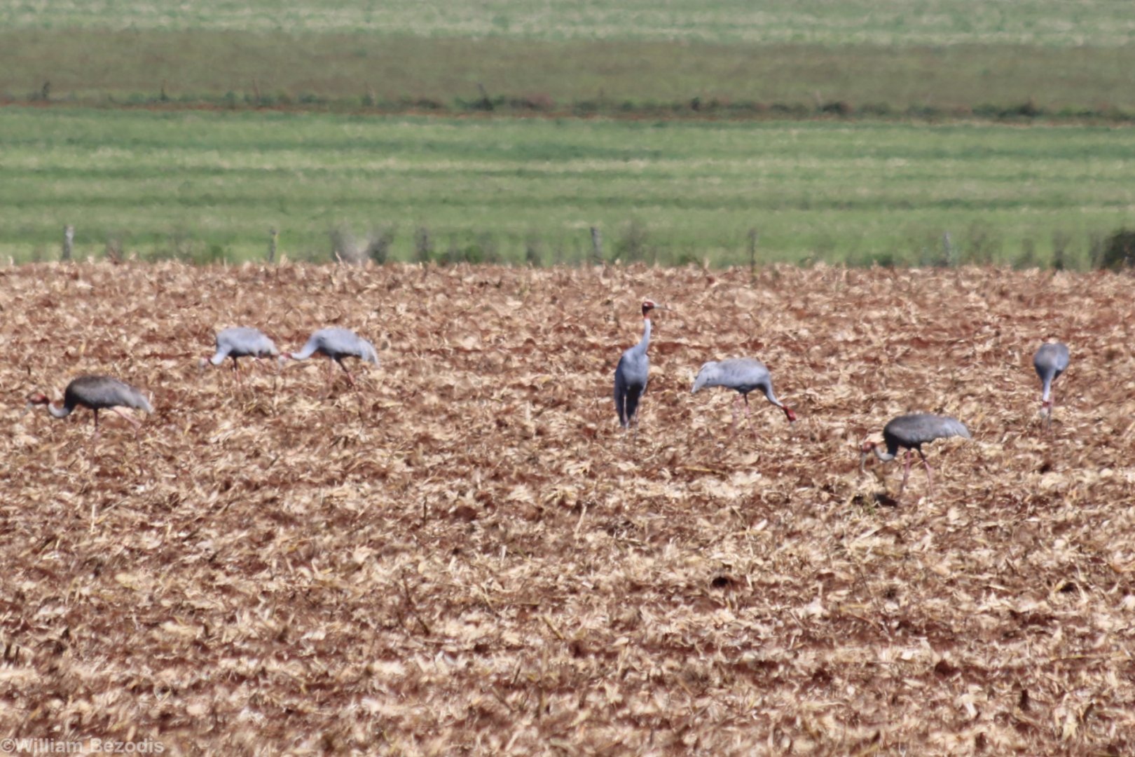 Sarus Cranes