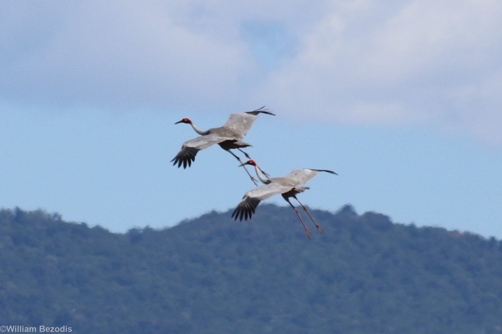 Sarus Cranes