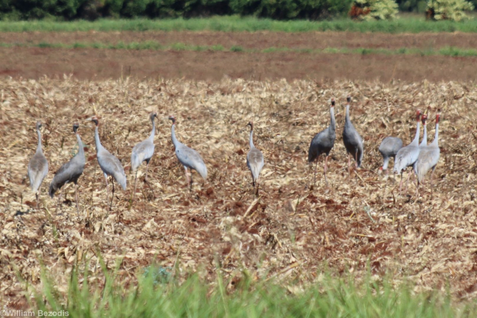 Sarus Cranes
