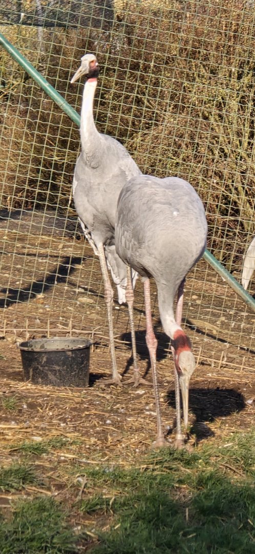 Sarus cranes