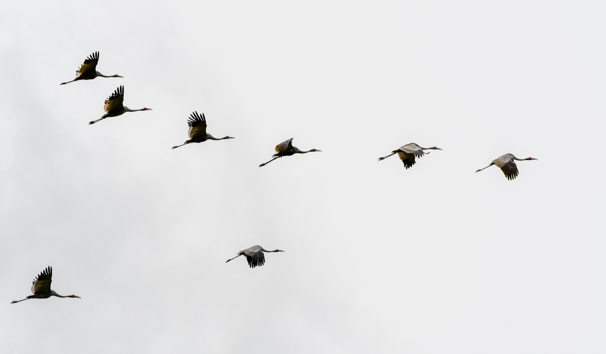 Sarus Cranes
