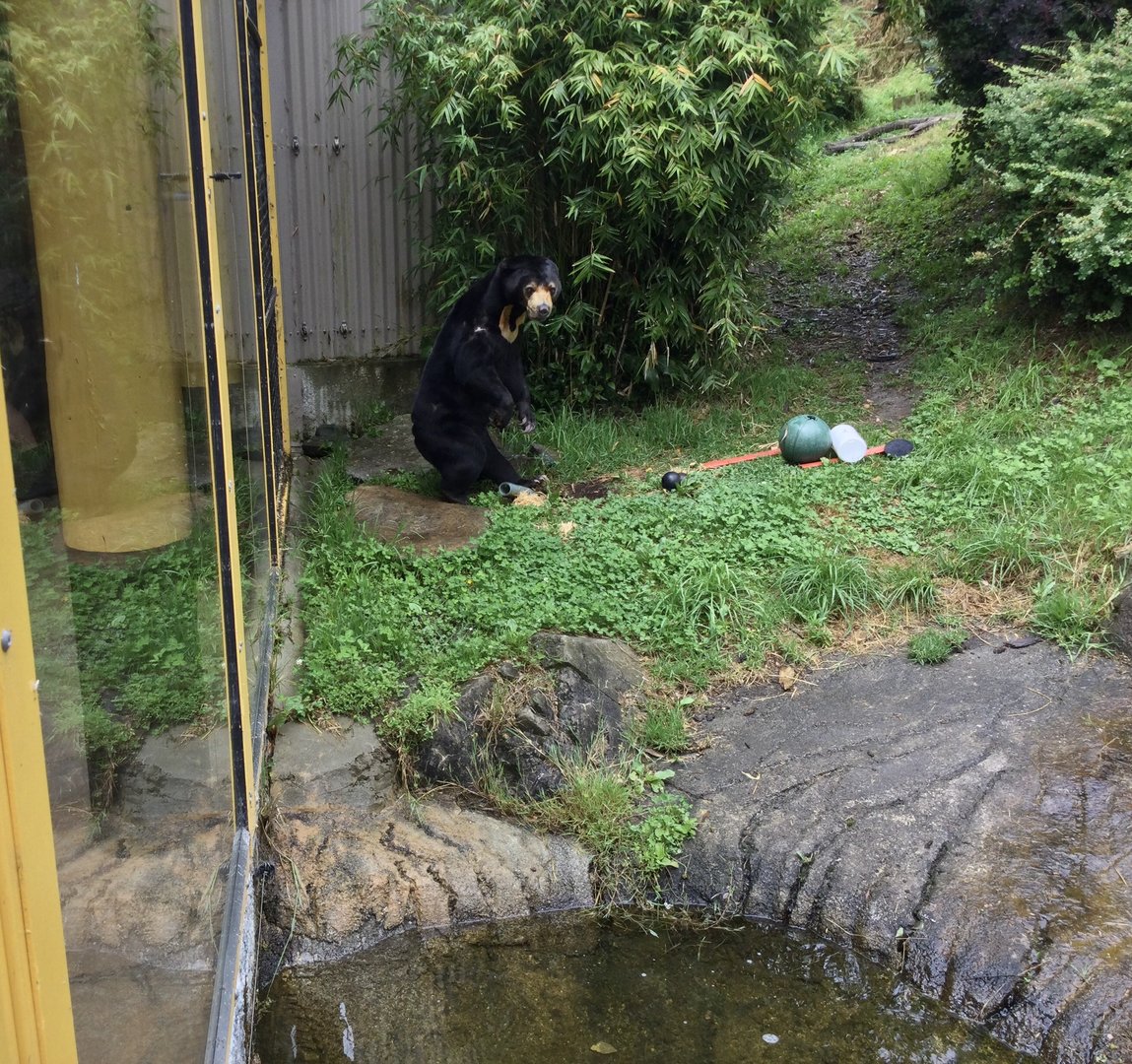 Sasa (Malayan sun bear) - shuffling