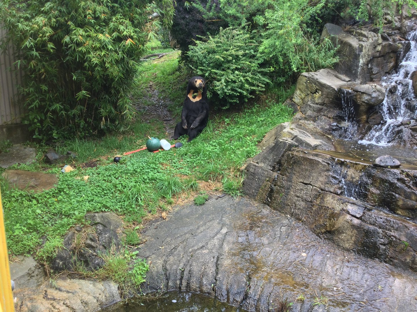 Sasa (Malayan sun bear) - sitting by waterfall