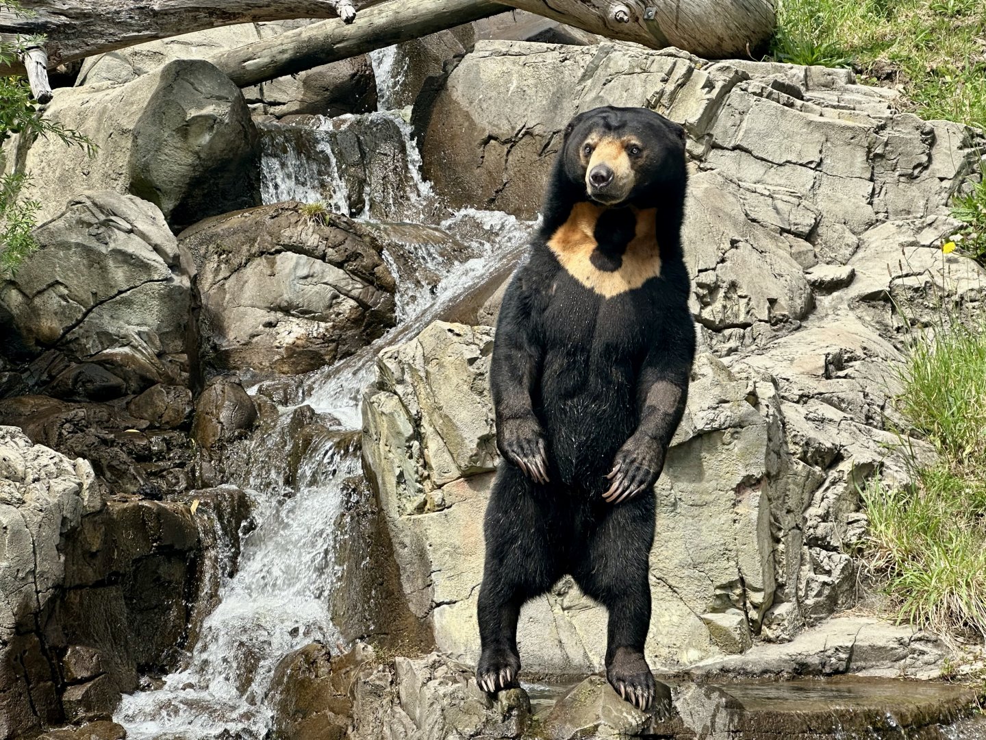 Sasa (Malayan Sun Bear)