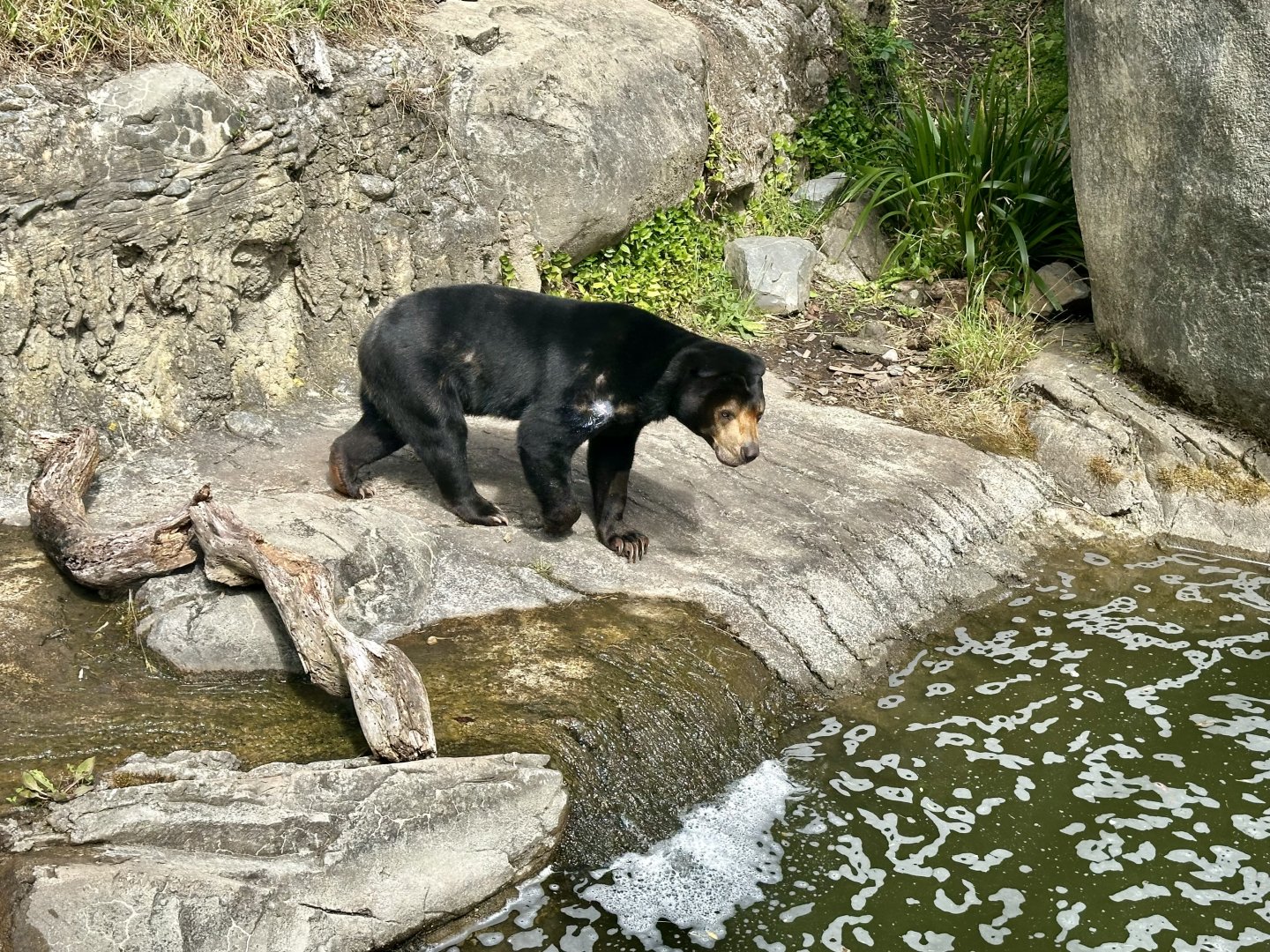 Sasa (Malayan Sun Bear)