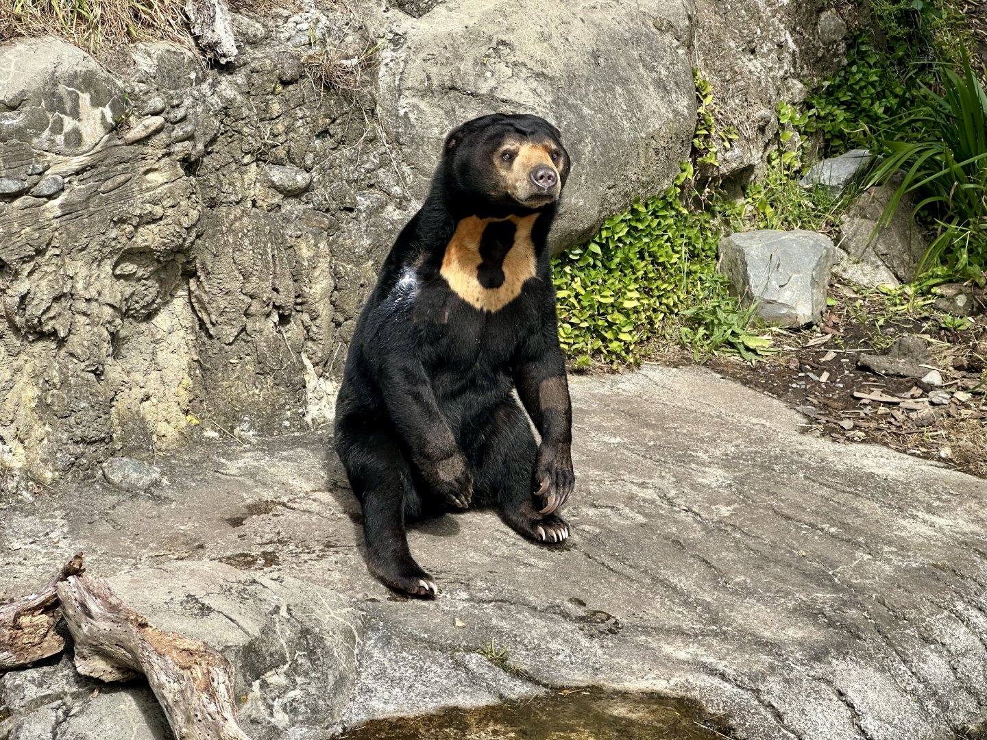 Sasa (Malayan Sun Bear)