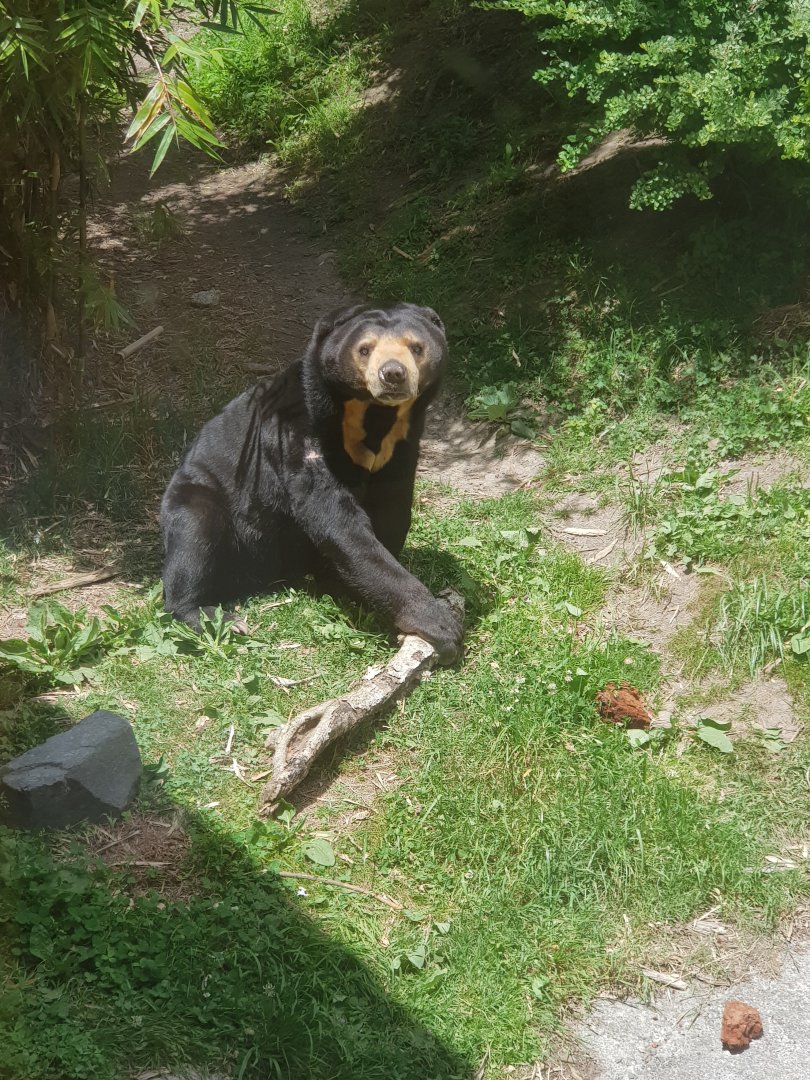 Sasa the Malayan Sun bear (Helarctos malayanus  malayanus)