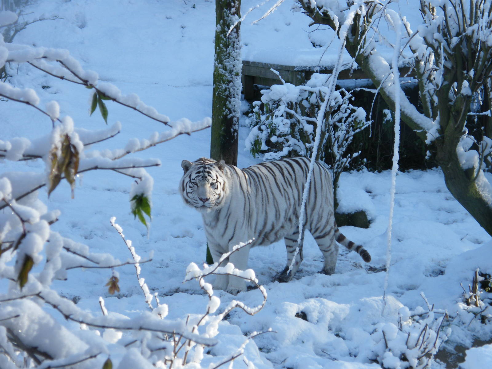 Sasha in the snow