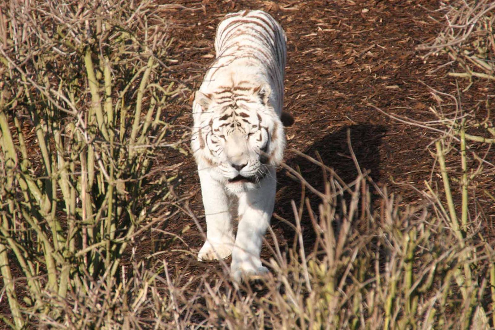 Sasha male White Tiger