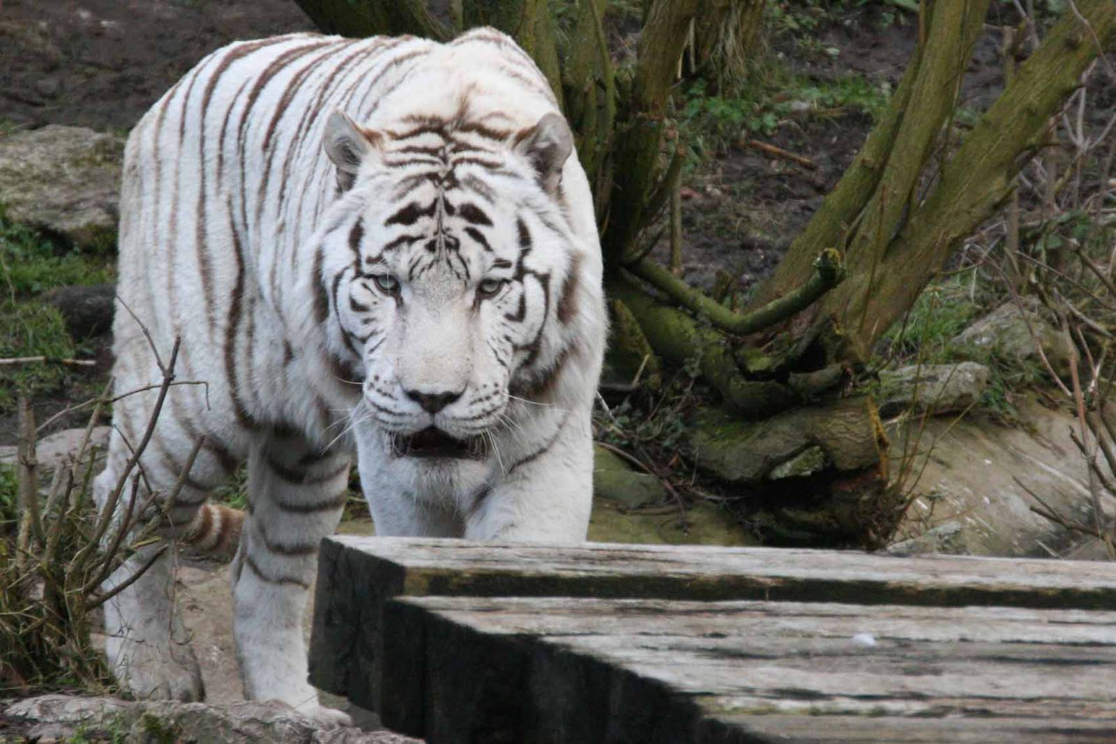 Sasha male White Tiger