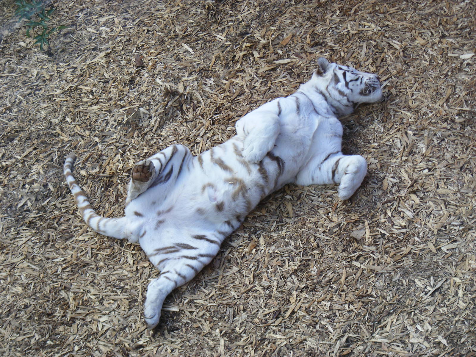 Sasha the Bengal tiger at Colchester Zoo, 17 September 2010