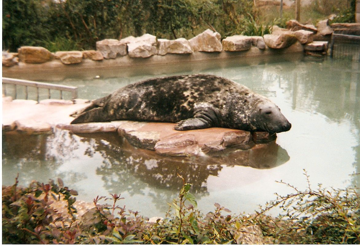 Sasha the Grey Seal at Bristol Zoo, 1 August 1998