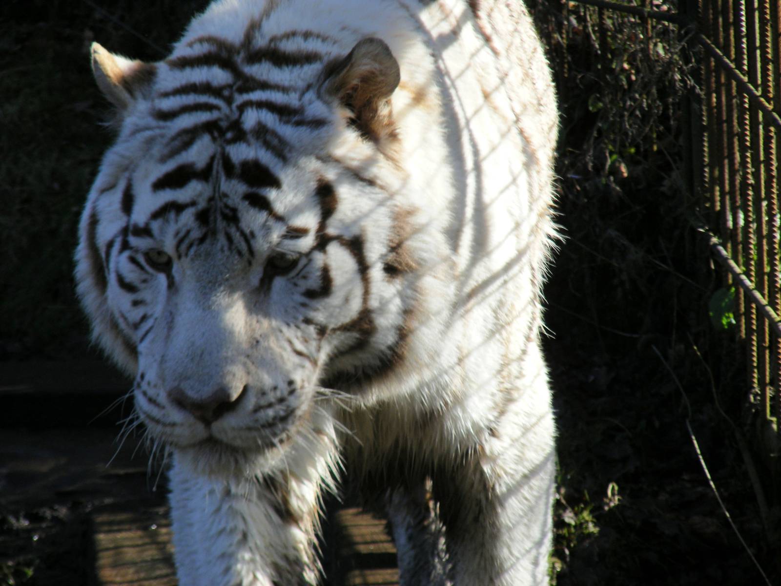 Sasha the white Bengal tiger at Colchester Zoo, 14 February 2009