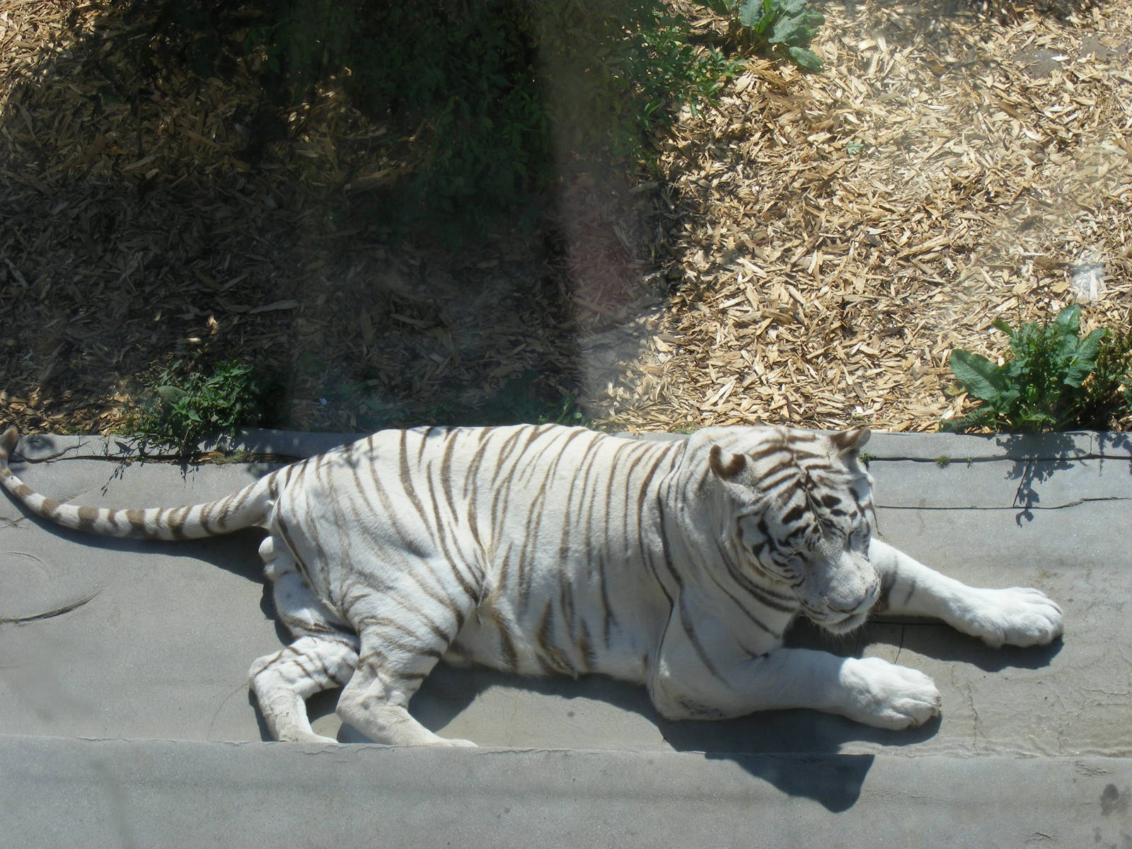 Sasha the white Bengal tiger at Colchester Zoo, 28 August 2009