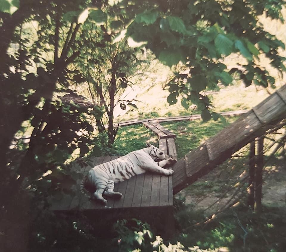 Sasha the white Bengal tiger