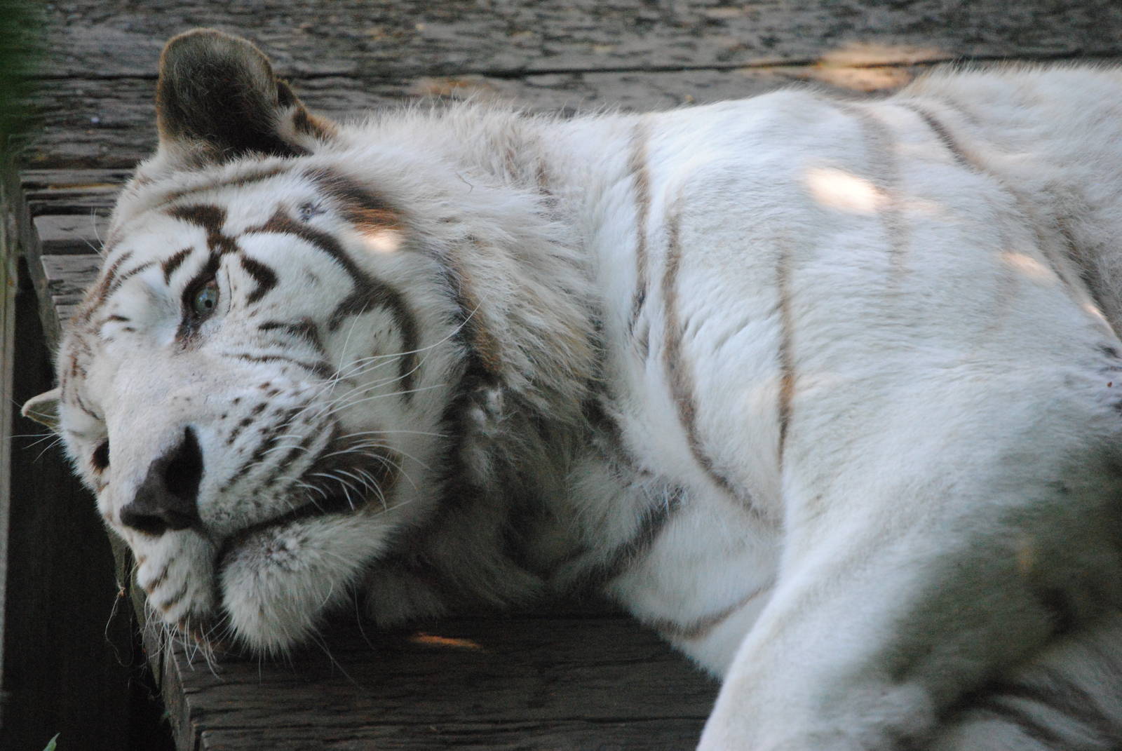 Sasha the White Tiger