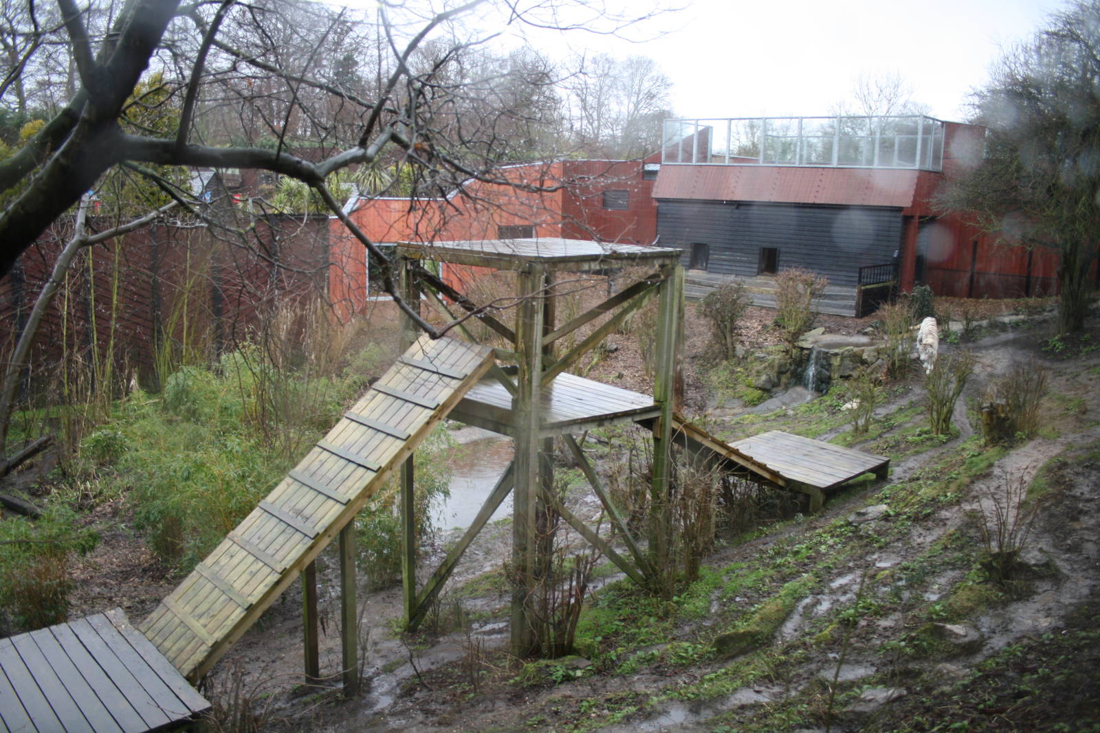 Sasha's enclosure - 16 Feb 2010