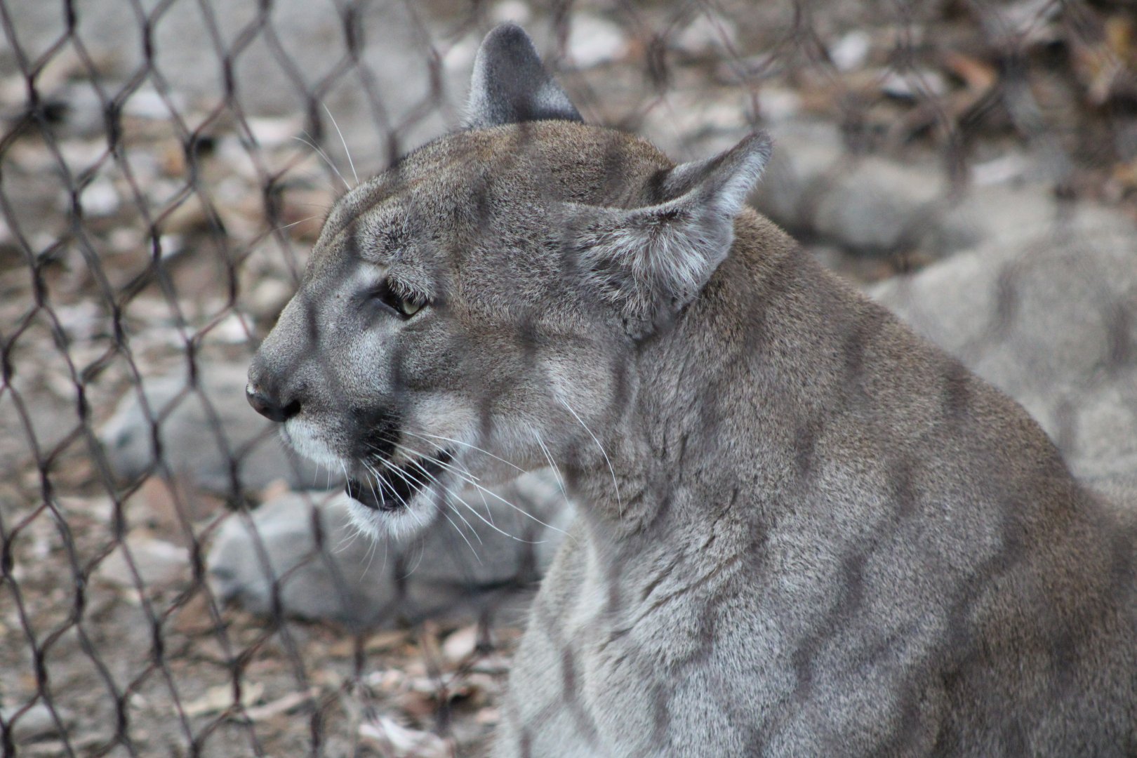 “Sassy” the Florida Panther (P. c. couguar / “coryi”)